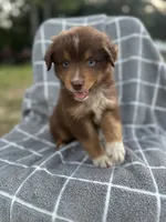Queen , a female Australian Shepherd for sale in Livingston, TX – 6 of 10
