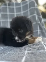 Jett, a female Australian Shepherd for sale in Livingston, TX – 7 of 10