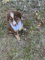 Phoenix , a male Australian Shepherd for sale in Livingston, TX – 4 of 5