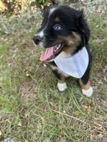 Oreo , a male Australian Shepherd for sale in Livingston, TX – 8 of 9