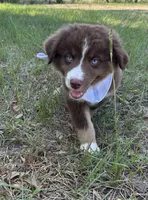 Rascal , a male Australian Shepherd for sale in Livingston, TX – 3 of 8