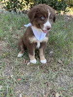 Rascal , a male Australian Shepherd for sale in Livingston, TX – 8 of 8