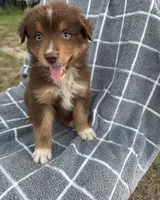Queen , a female Australian Shepherd for sale in Livingston, TX – 4 of 10