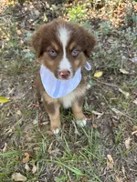 Phoenix , a male Australian Shepherd for sale in Livingston, TX – 3 of 5