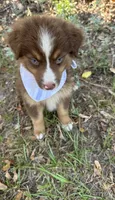 Phoenix , a male Australian Shepherd for sale in Livingston, TX – 1 of 5