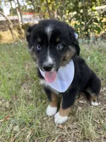 Oreo , a male Australian Shepherd for sale in Livingston, TX – 6 of 9