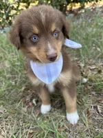 Queen , a female Australian Shepherd for sale in Livingston, TX – 2 of 10