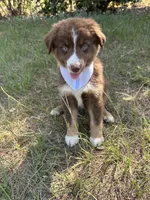 Rascal , a male Australian Shepherd for sale in Livingston, TX – 4 of 8