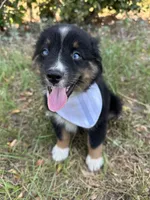 Oreo , a male Australian Shepherd for sale in Livingston, TX – 2 of 9