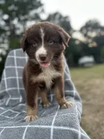 Rascal , a male Australian Shepherd for sale in Livingston, TX – 2 of 8