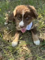 Rascal , a male Australian Shepherd for sale in Livingston, TX – 6 of 8