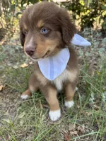 Queen , a female Australian Shepherd for sale in Livingston, TX – 3 of 10