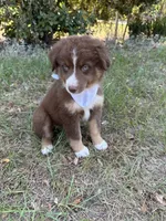 Rascal , a male Australian Shepherd for sale in Livingston, TX – 7 of 8