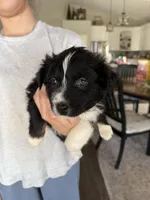 Milo, a female Australian Shepherd for sale in West Harrison, IN – Photo 2 of 2