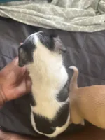 Offwhite, a male Chihuahua for sale in Baltimore, MD – Photo 7 of 7