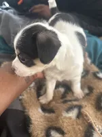 Offwhite, a male Chihuahua for sale in Baltimore, MD – Photo 6 of 7