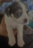 Offwhite, a male Chihuahua for sale in Baltimore, MD – Photo 1 of 7