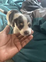 Offwhite, a male Chihuahua for sale in Baltimore, MD – Photo 3 of 7