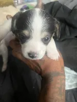 Offwhite, a male Chihuahua for sale in Baltimore, MD – Photo 2 of 7