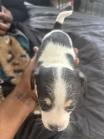 Offwhite, a male Chihuahua for sale in Baltimore, MD – Photo 4 of 7