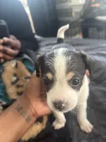 Offwhite, a male Chihuahua for sale in Baltimore, MD – Photo 5 of 7