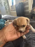 Lou Lou, a female Chihuahua for sale in Baltimore, MD – Photo 4 of 7