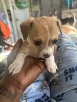 Lou Lou, a female Chihuahua for sale in Baltimore, MD – Photo 3 of 7