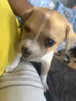 Lou Lou, a female Chihuahua for sale in Baltimore, MD – Photo 7 of 7