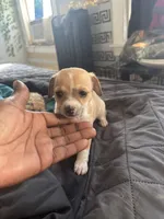 Lou Lou, a female Chihuahua for sale in Baltimore, MD – Photo 5 of 7