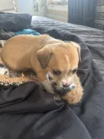 Lou Lou, a female Chihuahua for sale in Baltimore, MD – Photo 1 of 7