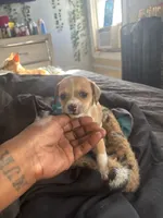 Lou Lou, a female Chihuahua for sale in Baltimore, MD – Photo 6 of 7