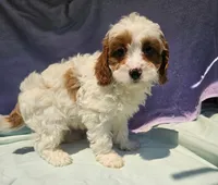 JayJay, a male Cavapoo for sale in Oneida, NY – 3 of 4