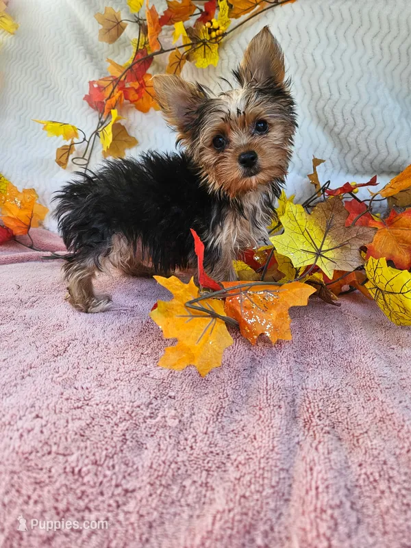 Stella – Yorkshire Terrier puppy for sale in Oneida, NY