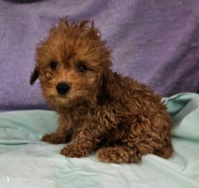 Mikey – Poodle - Toy  puppy for sale in Oneida, NY