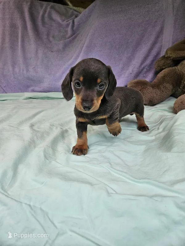 Nathan , a male Miniature Dachshund for sale in Oneida, NY – 1 of 5
