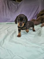 Nathan , a male Miniature Dachshund for sale in Oneida, NY – 1 of 5