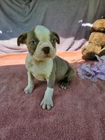 Nick, a male Boston Terrier for sale in Oneida, NY – 2 of 3