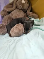 Nathan , a male Miniature Dachshund for sale in Oneida, NY – 2 of 5