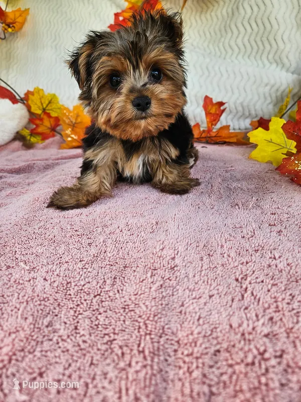 Jack – Yorkshire Terrier puppy for sale in Oneida, NY