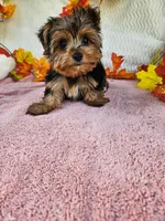 Jack, a male Yorkshire Terrier for sale in Oneida, NY – 1 of 3