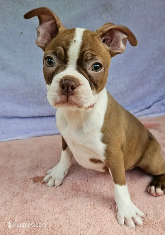 Rusty – Boston Terrier puppy for sale in Oneida, NY