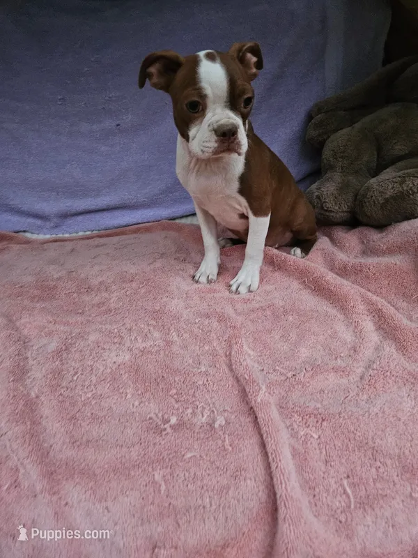 Kisses  – Boston Terrier puppy for sale in Oneida, NY