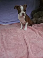 Kisses , a female Boston Terrier for sale in Oneida, NY – 1 of 8