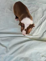 Kisses , a female Boston Terrier for sale in Oneida, NY – 3 of 4