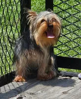 Fred, a male Yorkshire Terrier for sale in Oneida, NY – 5 of 5