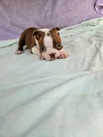 Kisses , a female Boston Terrier for sale in Oneida, NY – 2 of 4