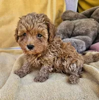 Blaine , a male Maltipoo for sale in Oneida, NY – 2 of 6