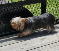 Fred, a male Yorkshire Terrier for sale in Oneida, NY – 4 of 5