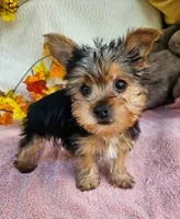 Jake, a male Yorkshire Terrier for sale in Oneida, NY – 2 of 3