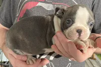 ZIG, a male Boston Terrier for sale in Oneida, NY – 2 of 3